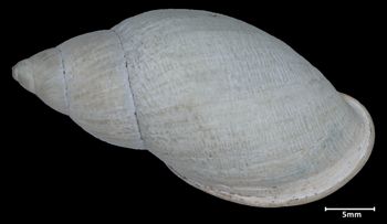 Media type: image;   Malacology 39798 Aspect: dorsal